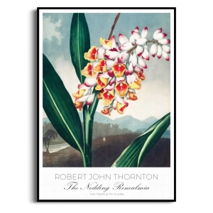 Plakat - The Nodding Renealmia from The Temple of Flora, R.J. Thornton - Botaniczny Egzotyczny Kwiat Vintage Zielony, Do Salonu Sypialni, Styl Boho Retro Rustykalny 