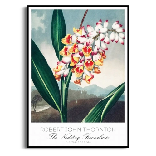 botaniczny-the-nodding-renealmia-thornton-vintage-plakat-czarna_web.webp