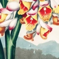 botaniczny-the-nodding-renealmia-thornton-vintage-plakat-fragment_web.webp