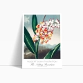 botaniczny-the-nodding-renealmia-thornton-vintage-plakat-bok_web.webp