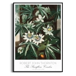 Plakat - Robert John Thornton Passiflora - Kwiaty Botaniczne, Do Salonu Vintage Zielony