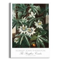 botaniczny-passiflora-vintage-do-salonu-plakat-biala_web.webp