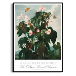 Plakat - Robert John Thornton Begonia, Do Salonu, Vintage Retro Zielony