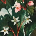 begonia-vintage-do-salonu-plakat-fragment_web.webp