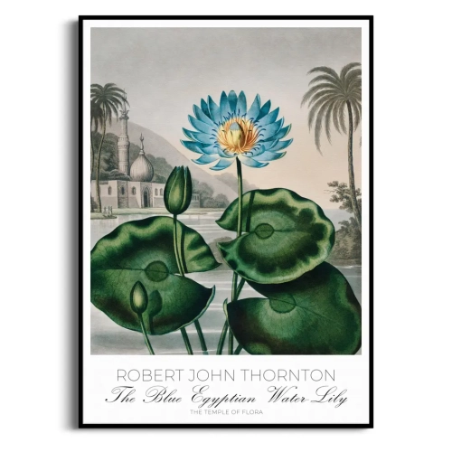 lilia-wodna-vintage-do-salonu-plakat-czarna_web.webp