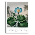 lilia-wodna-vintage-do-salonu-plakat-biala_web.webp