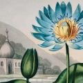lilia-wodna-vintage-do-salonu-plakat-fragment_web.webp