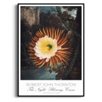 Plakat - The Night–Blowing Cereus from The Temple of Flora - R.J.Thornton- Botaniczny Królowa Nocy -  Retro, Do Sypialni i  Salonu, Kaktus Kwiaty Vintage
