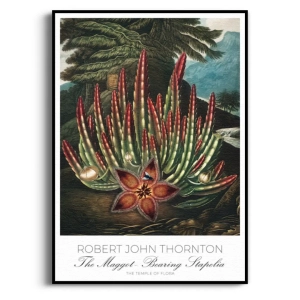 Plakat - The Maggot  - R. J. Thornton -  Rycina Botaniczna,  Sukulent Kaktus, Styl Retro Boho 