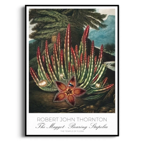 botaniczny-stapelia-retro-rycina-kwiaty-do-salonu-sypialni-vintage-zielony-czerwony-plakat-czarna_web.webp