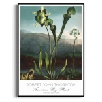 Plakat - Botaniczny Vintage American Bog Plants Thornton do Salonu Sypialni, Zielony Retro Boho Nowoczesny