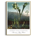 botaniczny-vintage-american-bog-plants-thornton-plakat-zlota_web.webp