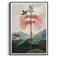 botaniczny-the-nodding-renealmia-thornton-kolibry-salon-plakat-czarna_web.webp