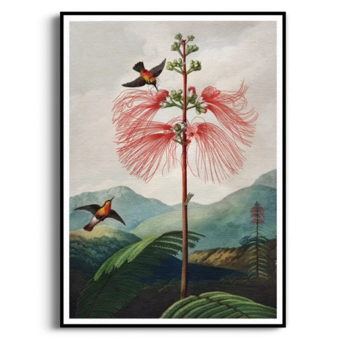 botaniczny-the-nodding-renealmia-thornton-kolibry-salon-plakat-czarna_web.webp