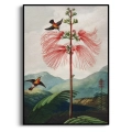 botaniczny-the-nodding-renealmia-thornton-kolibry-salon-bm-plakat-czarna_web.webp