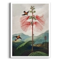 botaniczny-the-nodding-renealmia-thornton-kolibry-salon-plakat-brak_web.webp