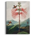 botaniczny-the-nodding-renealmia-thornton-kolibry-salon-bm-plakat-brak_web.webp