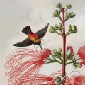 botaniczny-the-nodding-renealmia-thornton-kolibry-salon-fragment_web.webp
