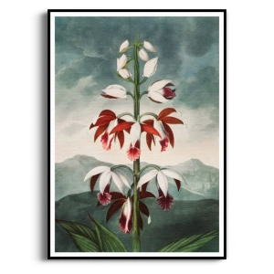 Plakat - The China Limodoron Thornton -  Kwiaty Storczyk, Do Salonu i Sypialni, Bordowy, Czerwony, Retro, Boho