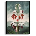 the-china-limodoron-thornton-storczyk-bordowy-bm-plakat-czarna_web.webp