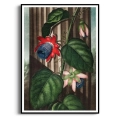 the-quadrangular-passion-flower-thornton-pasiflora-czerwony-plakat-czarna_web.webp