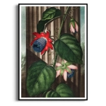 Plakat - The Quadrangular Passion Flower Thornton, Pasiflora Egzotyczny - Rycina Botaniczna Vintage, Do Salonu, Sypialni, Czerwony i Zielony,