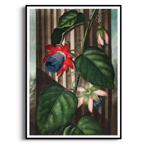 Plakat - The Quadrangular Passion Flower Thornton, Pasiflora Egzotyczny - Rycina Botaniczna Vintage, Do Salonu, Sypialni, Czerwony i Zielony,