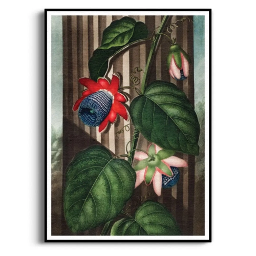 the-quadrangular-passion-flower-thornton-pasiflora-czerwony-plakat-czarna_web.webp