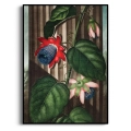 the-quadrangular-passion-flower-thornton-pasiflora-czerwony-bm-plakat-czarna_web.webp