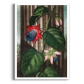 the-quadrangular-passion-flower-thornton-pasiflora-czerwony-plakat-brak_web.webp