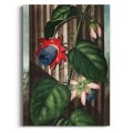 the-quadrangular-passion-flower-thornton-pasiflora-czerwony-bm-plakat-brak_web.webp