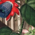 the-quadrangular-passion-flower-thornton-pasiflora-czerwony-fragment_web.webp