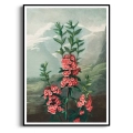 the-narrow-leaved-kalmia-thornton-vintage-koralowy-ceglasty-plakat-czarna_web.webp