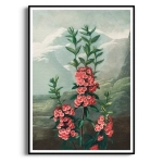 Plakat - The Narrow-Leaved Kalmia Thornton, Rycina Botaniczna, Ceglasty Terakota Różowy, Boho, Vintage