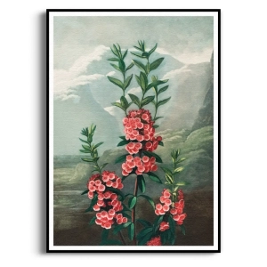 Plakat - The Narrow-Leaved Kalmia Thornton, Rycina Botaniczna, Ceglasty Terakota Różowy, Boho, Vintage