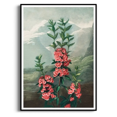 the-narrow-leaved-kalmia-thornton-vintage-koralowy-ceglasty-plakat-czarna_web.webp