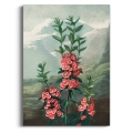 the-narrow-leaved-kalmia-thornton-vintage-koralowy-ceglasty-bm-plakat-brak_web.webp