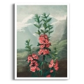the-narrow-leaved-kalmia-thornton-vintage-koralowy-ceglasty-plakat-brak_web.webp