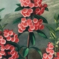 the-narrow-leaved-kalmia-thornton-vintage-koralowy-ceglasty-fragment_web.webp