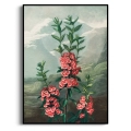the-narrow-leaved-kalmia-thornton-vintage-koralowy-ceglasty-bm-plakat-czarna_web.webp