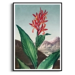 Plakat - The Indian Reed Thornton - Kwiaty Japandi Egzotyczny,  Do Salonu Sypialni, Czerwony Zielony 