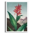 the-indian-reed-thornton-japandi-czerwony-zielony-plakat-brak_web.webp