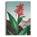 the-indian-reed-thornton-japandi-czerwony-zielony-bm-plakat-brak_web.webp