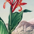 the-indian-reed-thornton-japandi-czerwony-zielony-fragment_web.webp