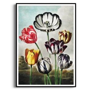 Plakat - The Tulips Thornton - Kolorowy Tulipany, Klasyczny Elegancki Retro, do Jadalni, Salonu i Sypialni