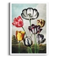 the-tulips-thornton-vintage-jadalnia-kolorowy-plakat-brak_web.webp