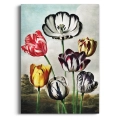 the-tulips-thornton-vintage-jadalnia-kolorowy-bm-plakat-brak_web.webp