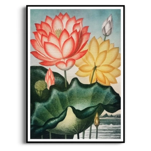 Plakat - The Sacred Egyptian Bean Thornton - Do Salonu i Sypialni, Egzotyczny Kolorowy, Japandi Modern Classic Boho, 