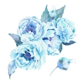naklejki-na-sciane-bukiet-niebieskich-piwonii-fragment.webp