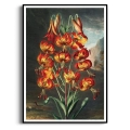 the-superb-lily-thornton-vintage-salon-pomaranczowy-plakat-czarna_web.webp